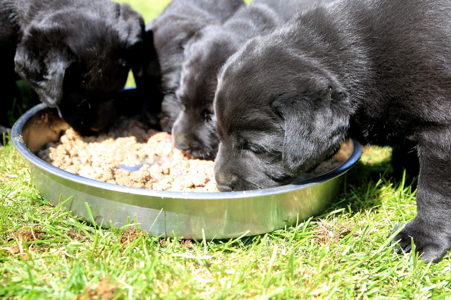 taster-boxes-websters-natural-dog-food